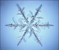 Snow flake at the microscope